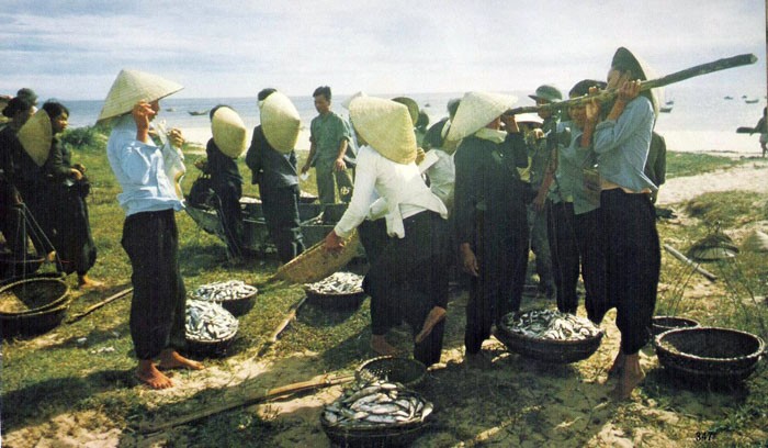 Những chị em phụ nữ của hợp tác xã nông nghiệp thôn Lộc Ninh đang chia cá. Kể cả lúc còn chiến tranh phá hoại, họ đã tổ chức đội ngư dân xung phong ra khơi vào ban đêm kể cả giữa khi Mỹ ném bom.